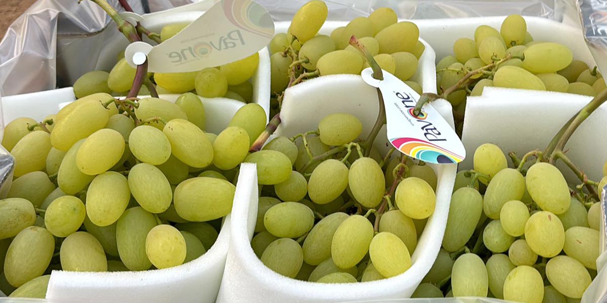 Uva da tavola, il mercato parte lento